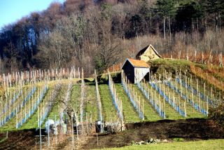 WeinbergeBeuren.jpg